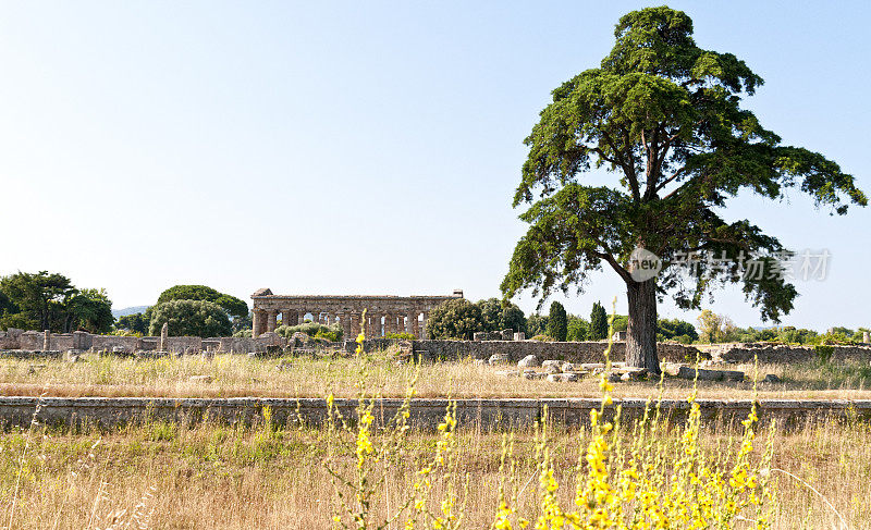 罗马神庙- Paestum